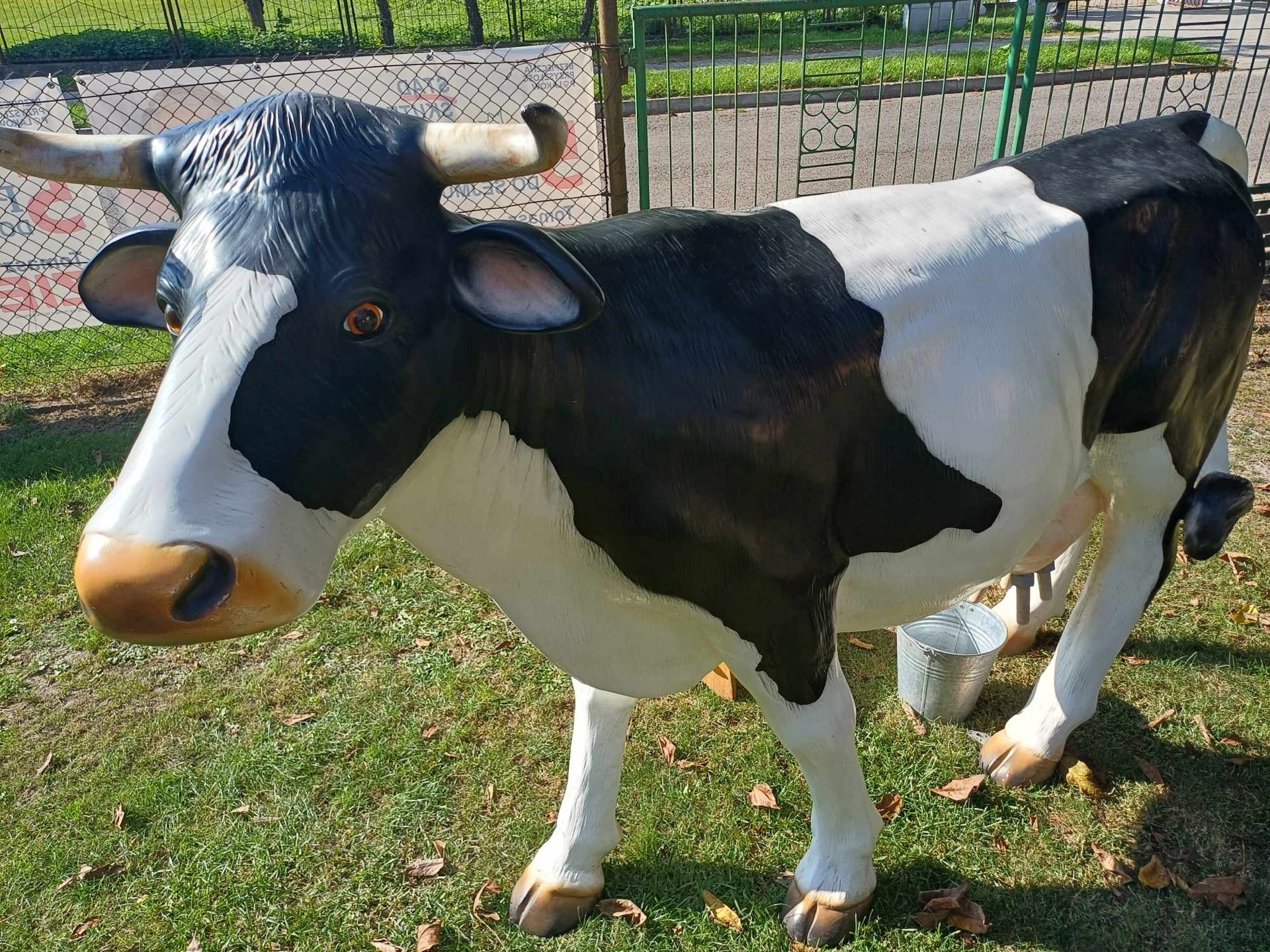 krowa